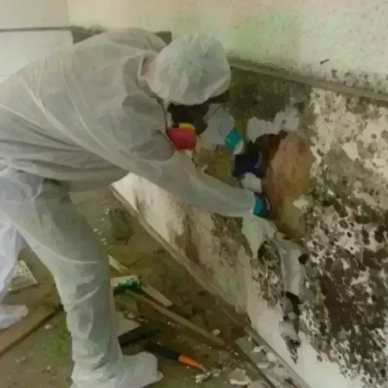 Mold Remediation and Removal in De Soto, MO